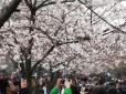 Неземна краса: У Японії відкрили сезон цвітіння сакури (фото)